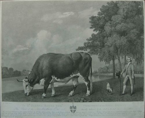 George Stubbs "The Lincolnshire Ox" Engraving