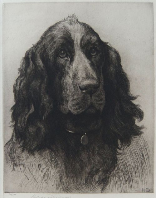 fig 1. A framed monochrome etching depicting a detailed portrait of a cocker spaniel wearing a collar with a round tag.