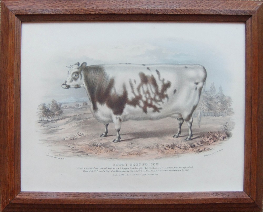 Pair of 19th-century agricultural lithographs featuring Shorthorn cattle in matching moulded oak frames. View II