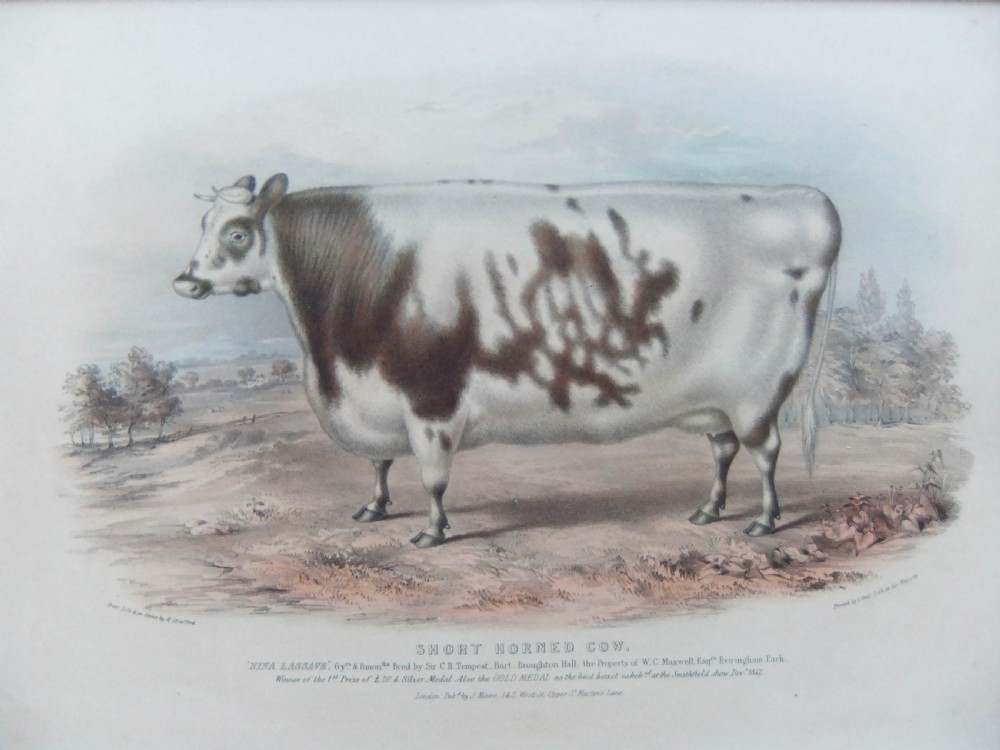 Pair of 19th-century agricultural lithographs featuring Shorthorn cattle in matching moulded oak frames. View V