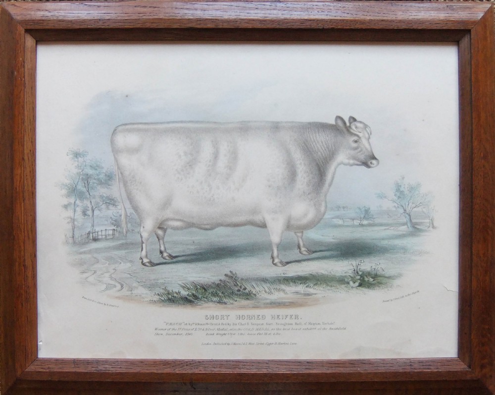 Pair of 19th-century agricultural lithographs featuring Shorthorn cattle in matching moulded oak frames. View VI