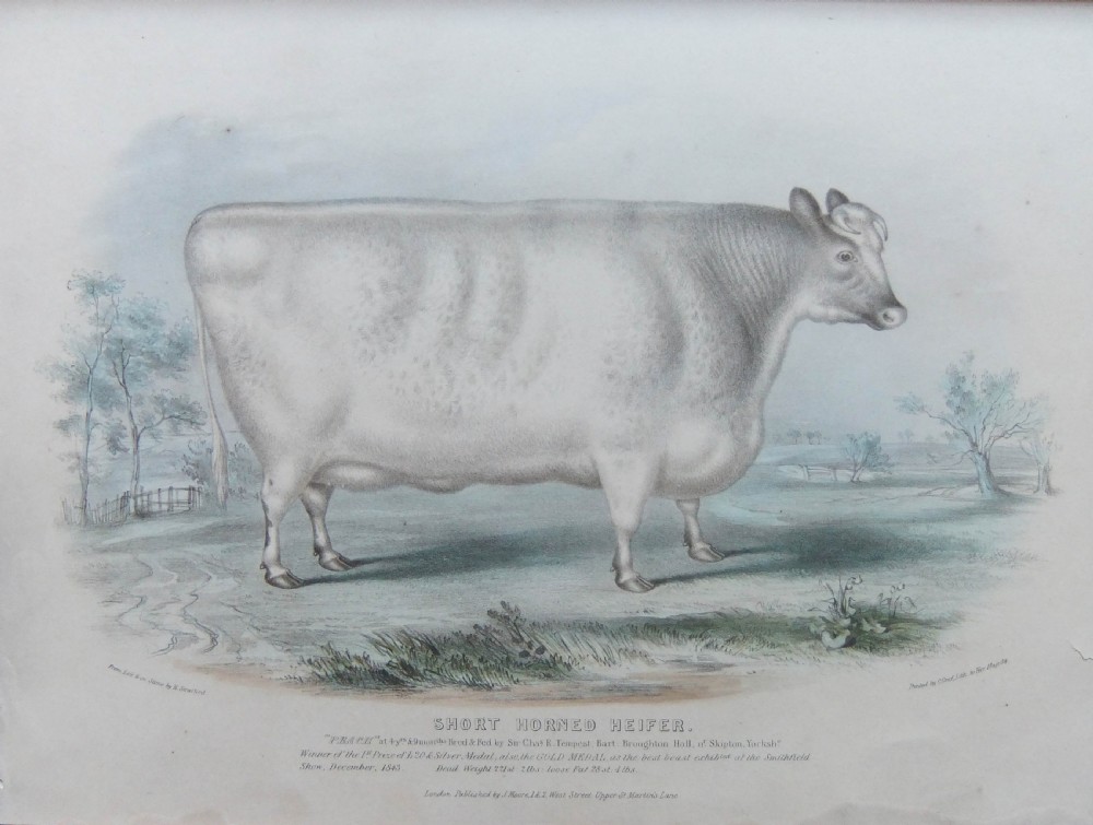Pair of 19th-century agricultural lithographs featuring Shorthorn cattle in matching moulded oak frames. View VII