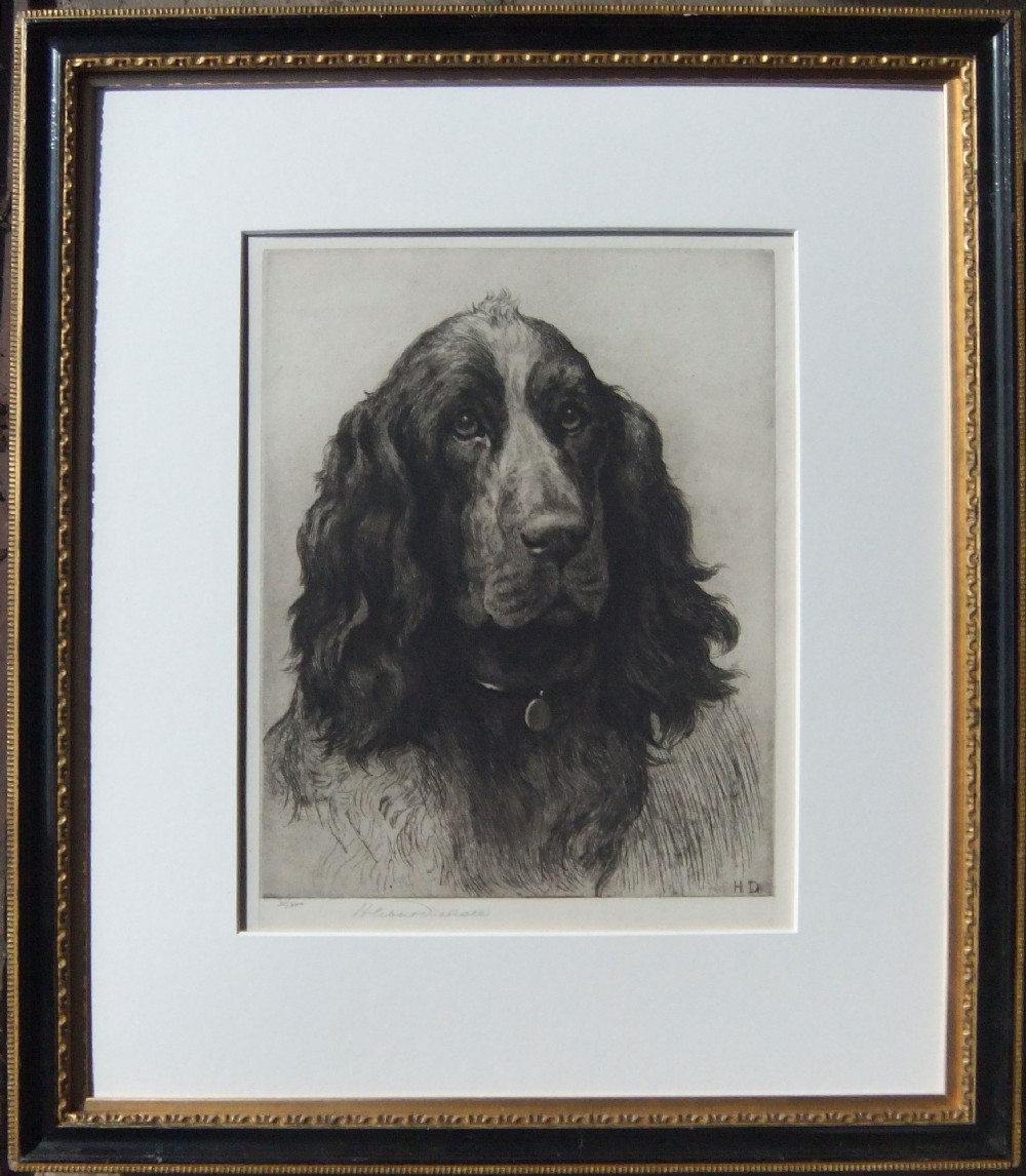 A framed monochrome etching depicting a detailed portrait of a cocker spaniel wearing a collar with a round tag.