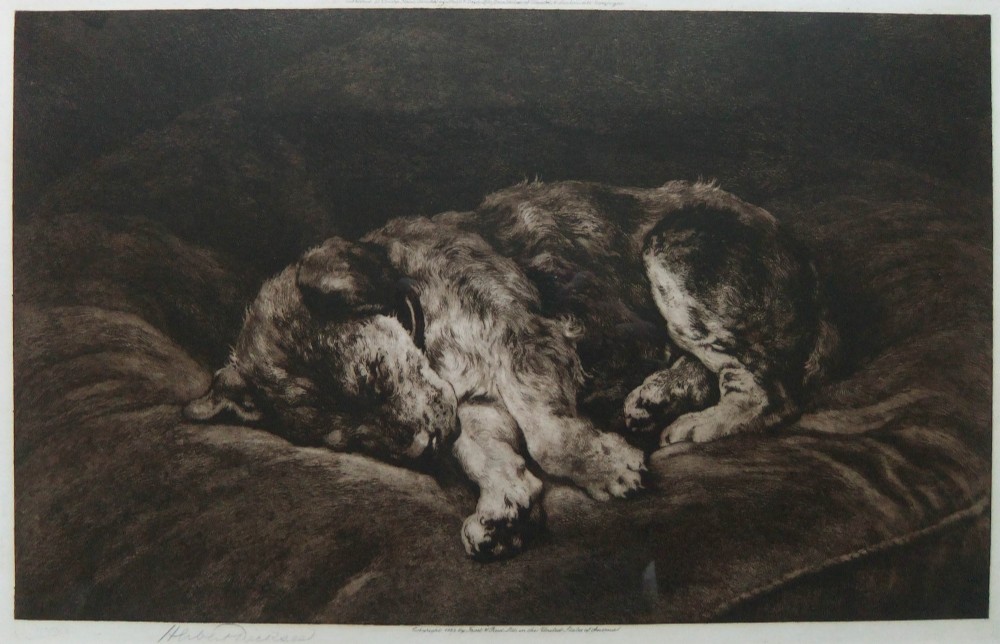 An original sepia etching depicting a terrier curled up sleeping on a large cushion, signed in pencil in the lower margin.