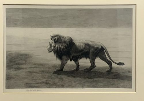 fig 1. A monochrome framed etching depicting a solitary male lion walking across an open landscape.
