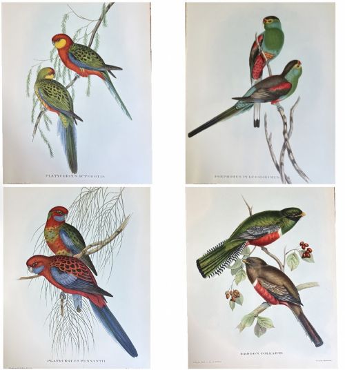 A Fabulous Set of Four Good Sized Unframed Gould Tropical Bird Prints (1)