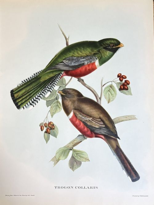 fig 1. A set of four unframed zoological prints depicting colourful tropical birds perched on branches with Latin text printed below each illustration.
