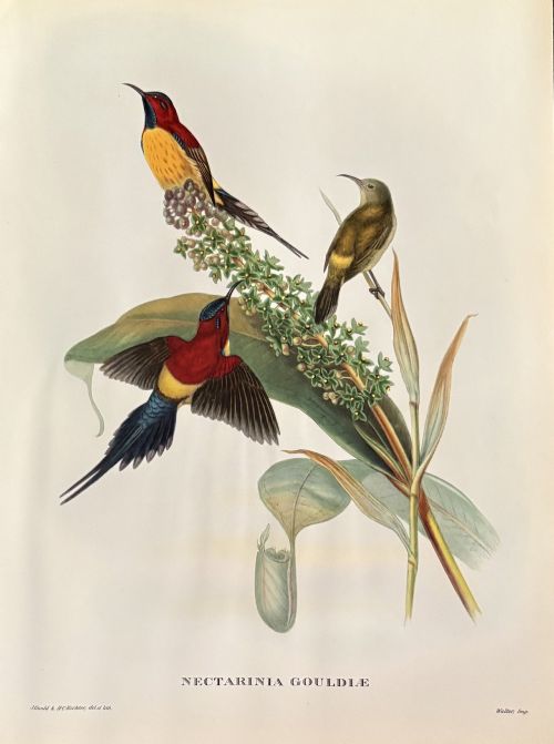 fig 1. A set of four unframed nineteenth-century coloured lithographic prints illustrating tropical hummingbirds perched on botanical branches.