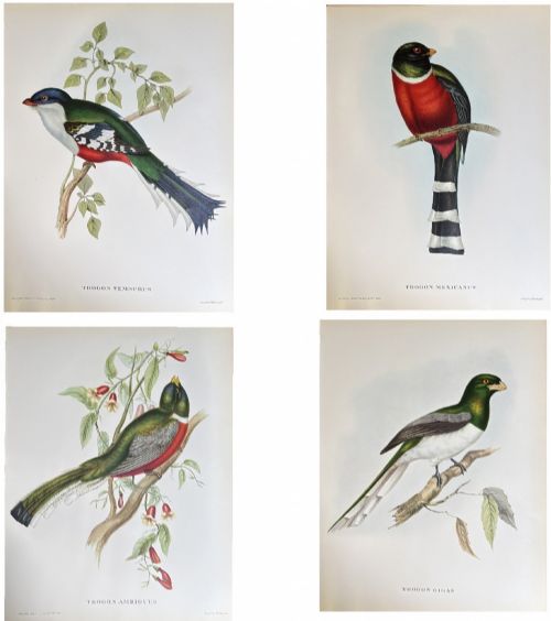 A Fabulous Set of Four Good Sized Unframed Gould Tropical Bird Prints (3)