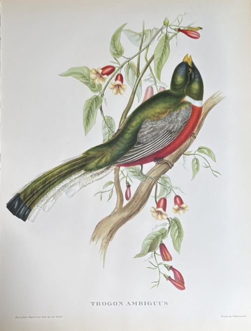 fig 1. A set of four nineteenth-century unframed lithographs depicting colourful Trogon birds perched on leafy branches, each with printed Latin titles along the bottom edge.