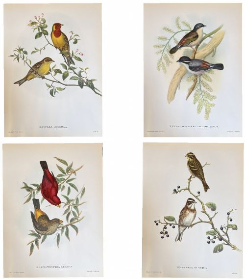 A Fabulous Set of Four Good Sized Unframed Gould Tropical Bird Prints (4)