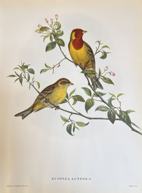 fig 1. A set of four unframed 19th-century lithographic prints featuring colourful bird species perched on botanical branches against an off-white paper background.