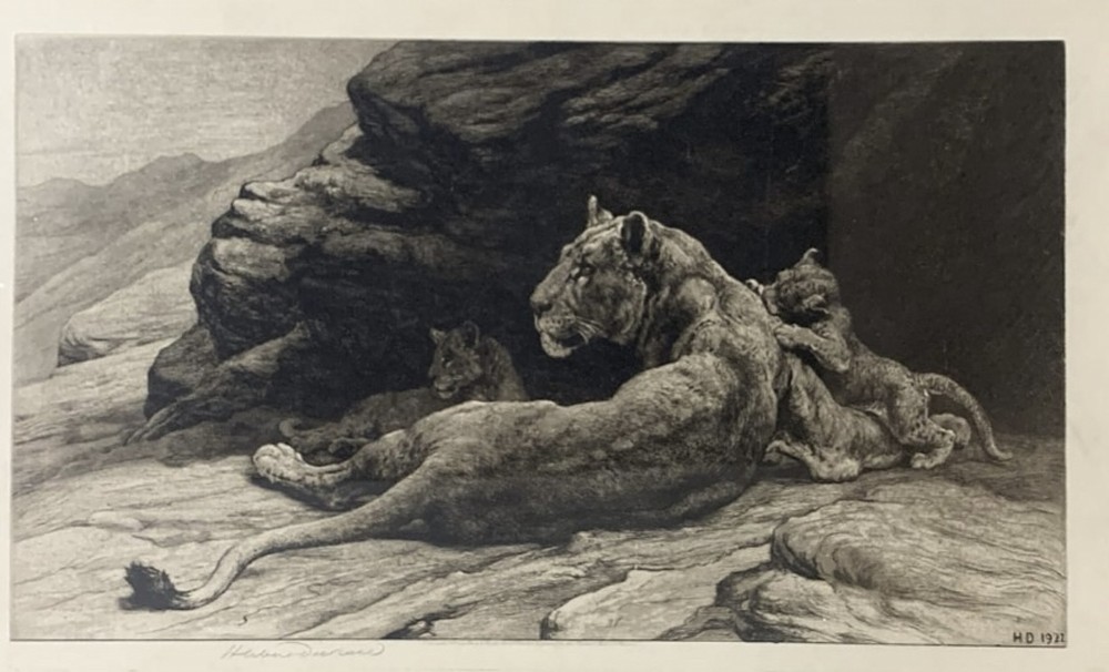A framed monochrome etching on vellum depicting a lioness resting on rocks beside her cubs, housed in a rectangular dark oak frame. View II