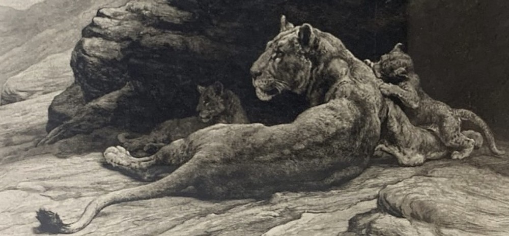 A framed monochrome etching on vellum depicting a lioness resting on rocks beside her cubs, housed in a rectangular dark oak frame. View III
