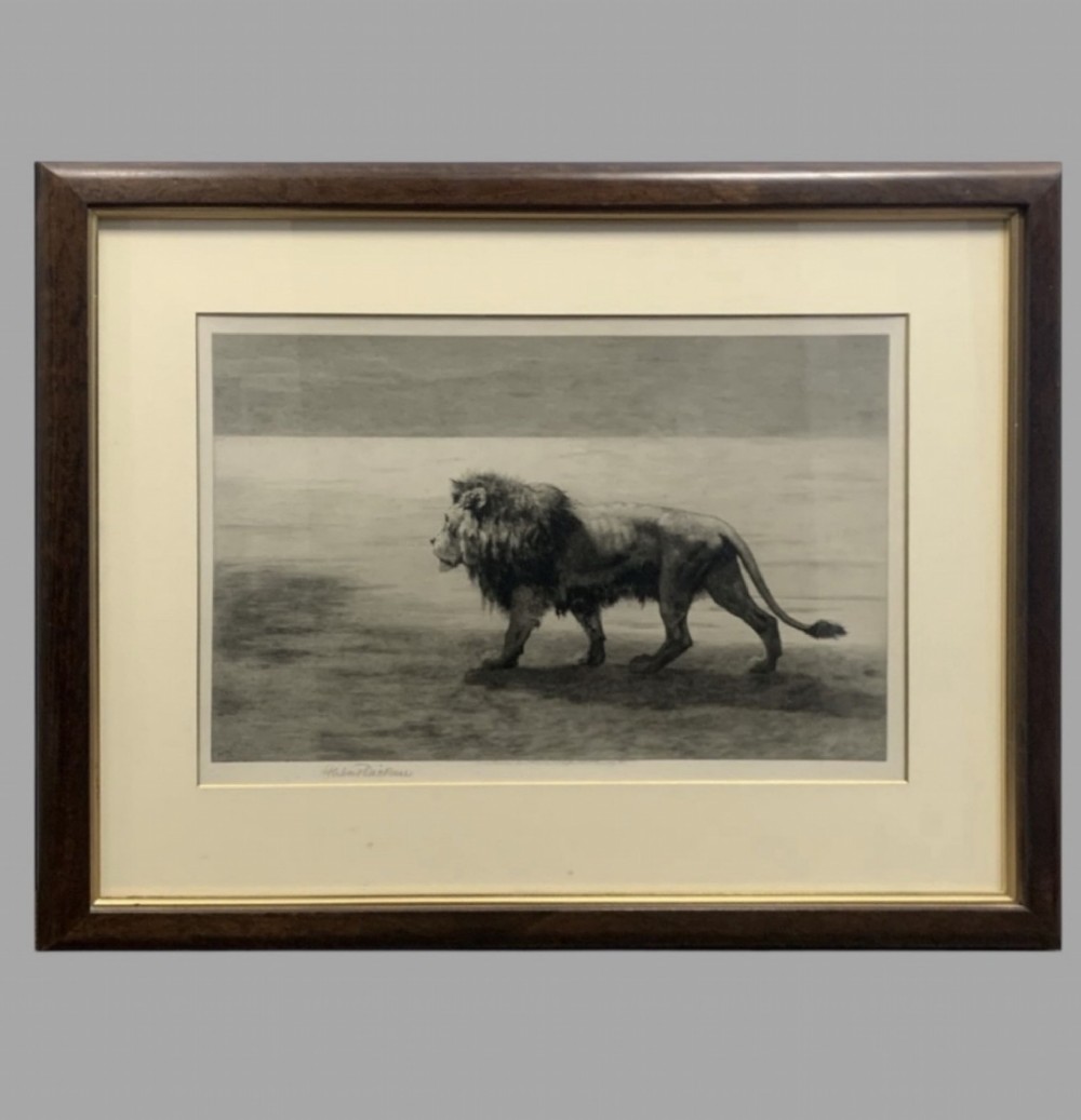 A monochrome framed etching depicting a solitary male lion walking across an open landscape.