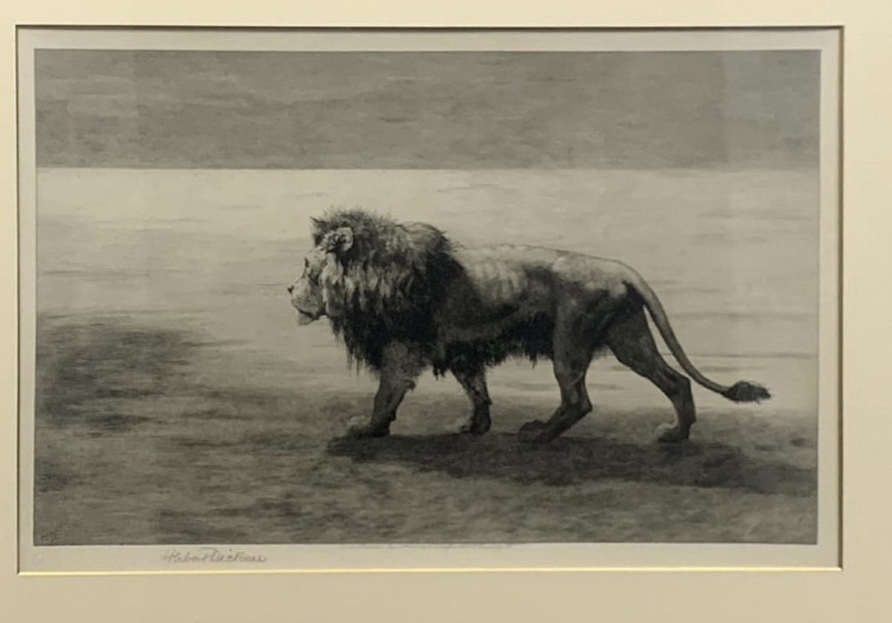 A monochrome framed etching depicting a solitary male lion walking across an open landscape. View II
