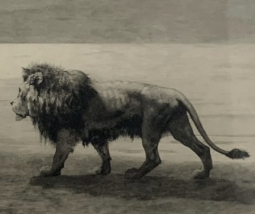 A monochrome framed etching depicting a solitary male lion walking across an open landscape. View III