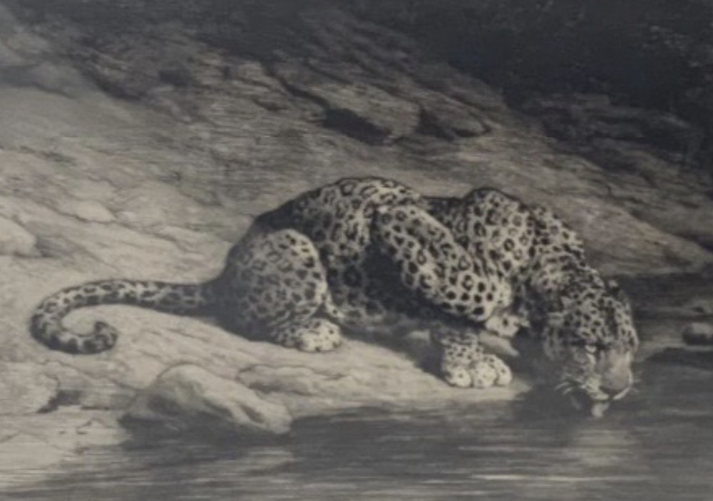 A framed monochrome etching depicting a crouching leopard drinking water from a stream against a rocky background. View III