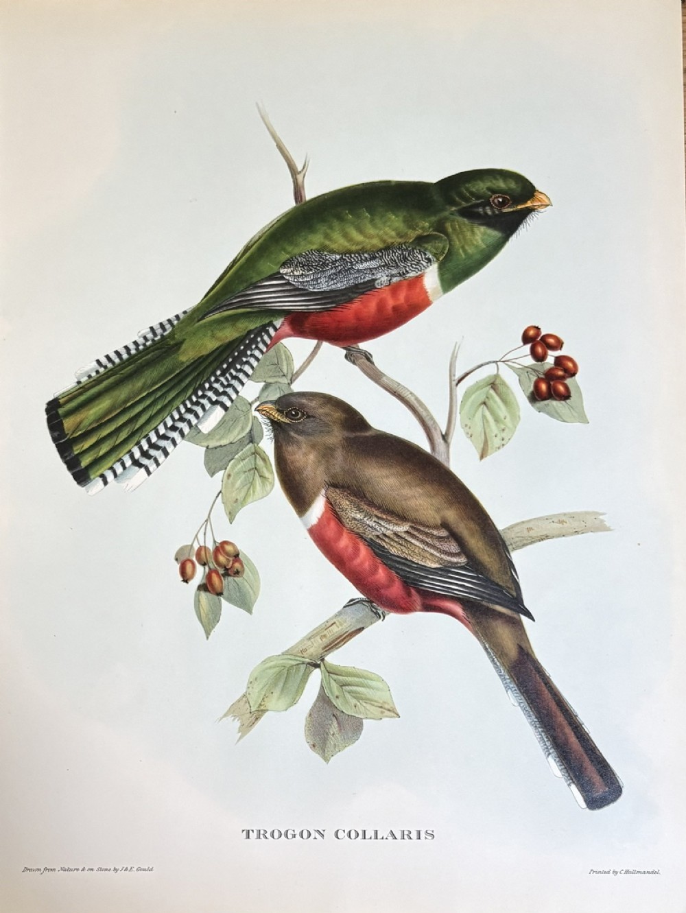 A set of four unframed zoological prints depicting colourful tropical birds perched on branches with Latin text printed below each illustration. View II