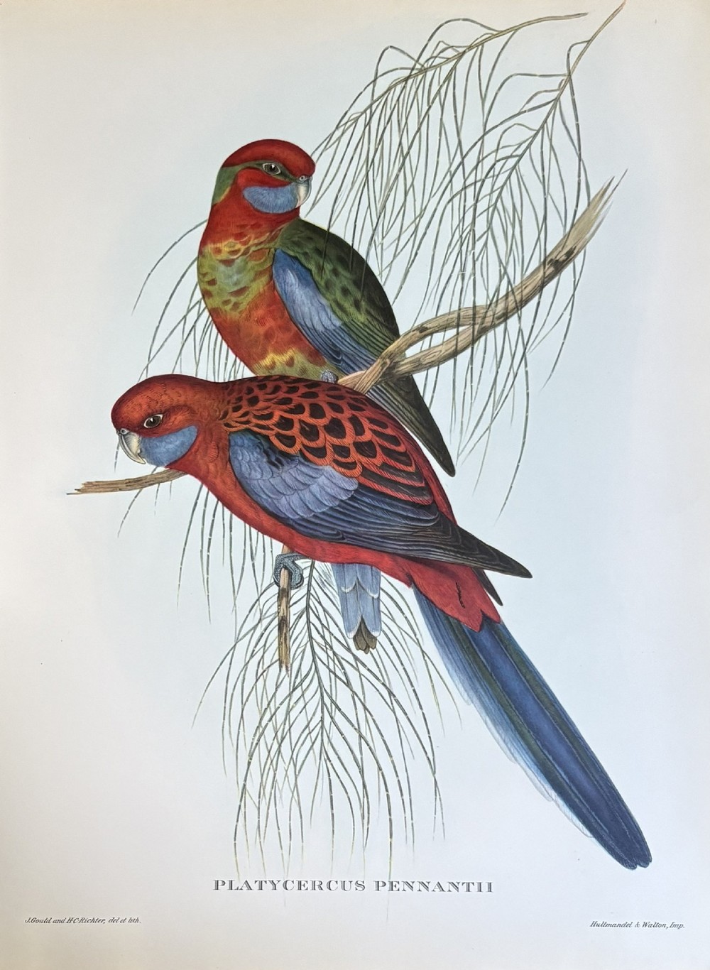 A set of four unframed zoological prints depicting colourful tropical birds perched on branches with Latin text printed below each illustration. View III