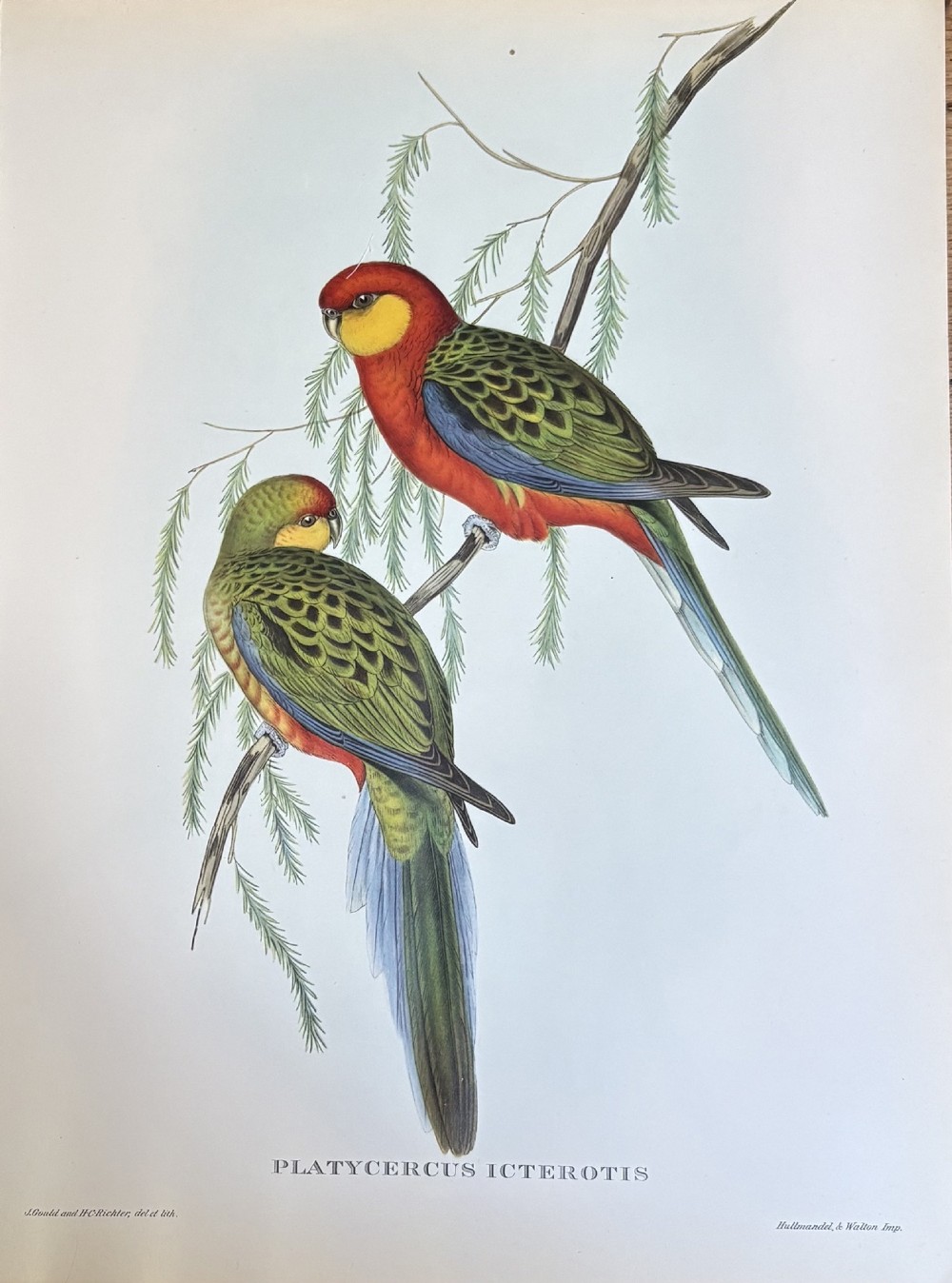 A set of four unframed zoological prints depicting colourful tropical birds perched on branches with Latin text printed below each illustration. View IV