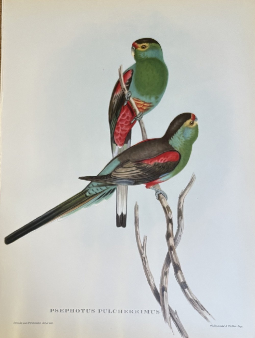 A set of four unframed zoological prints depicting colourful tropical birds perched on branches with Latin text printed below each illustration. View V