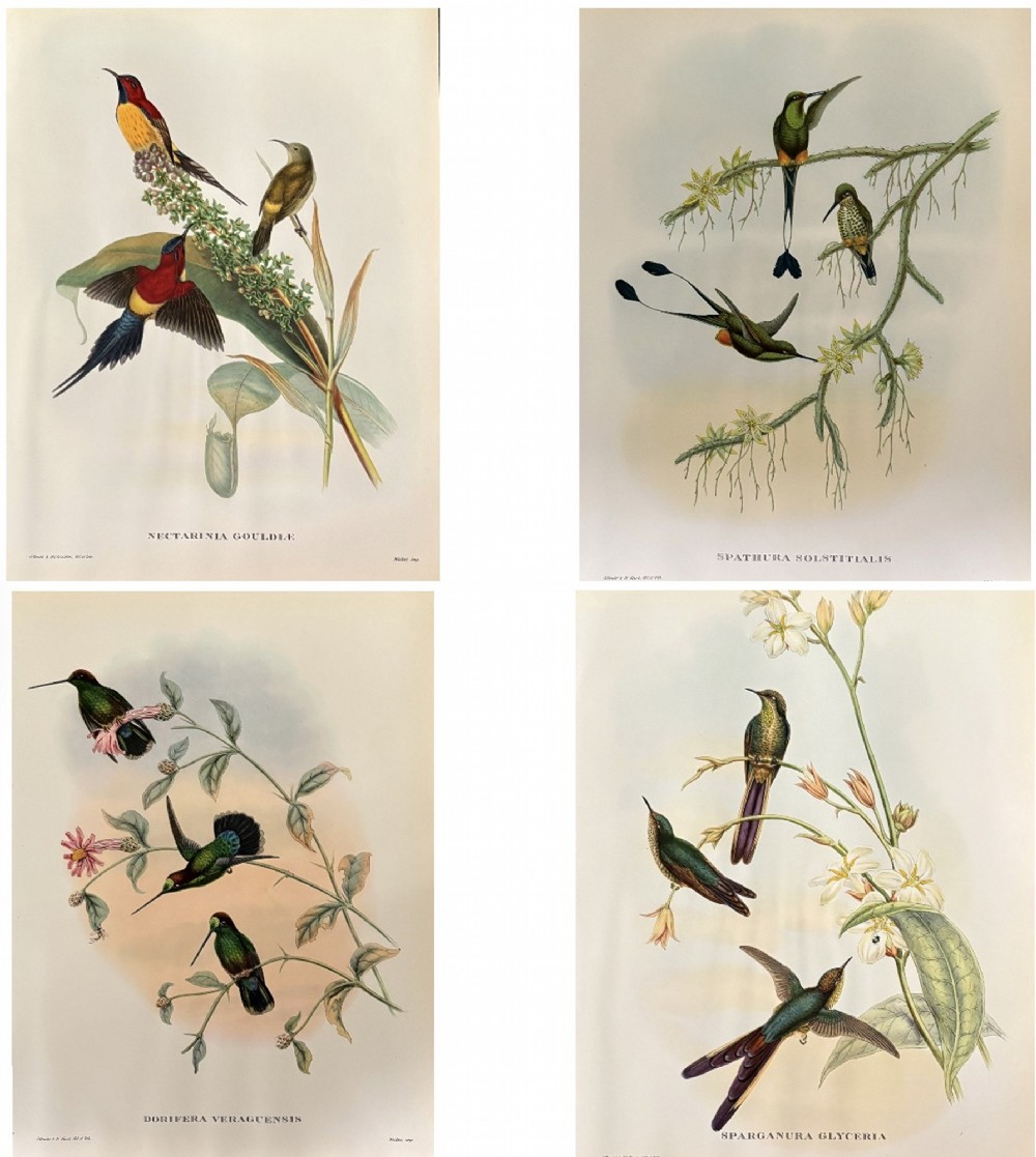 A set of four unframed nineteenth-century coloured lithographic prints illustrating tropical hummingbirds perched on botanical branches.