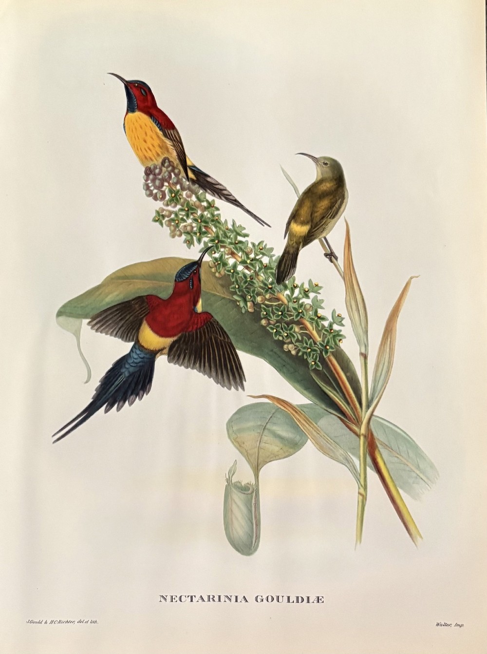 A set of four unframed nineteenth-century coloured lithographic prints illustrating tropical hummingbirds perched on botanical branches. View II
