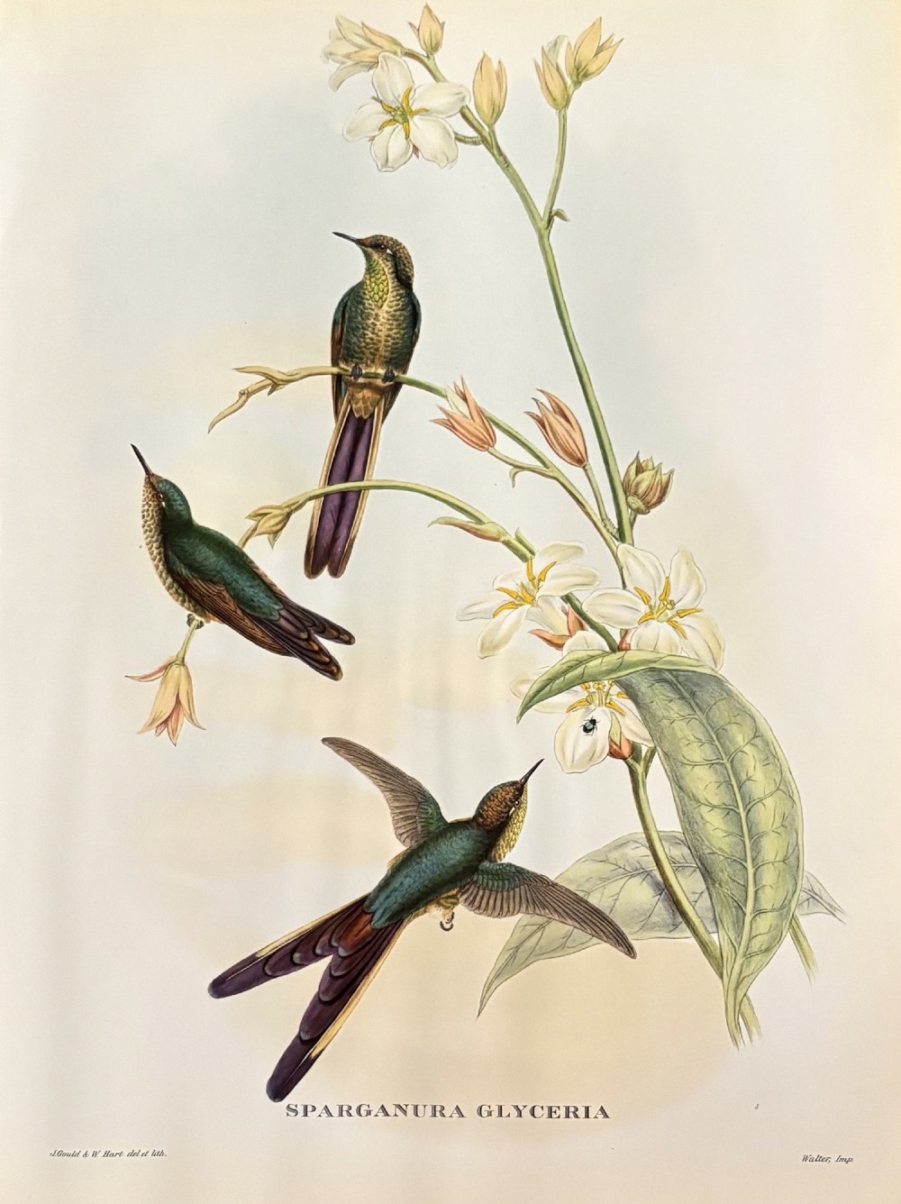 A set of four unframed nineteenth-century coloured lithographic prints illustrating tropical hummingbirds perched on botanical branches. View III
