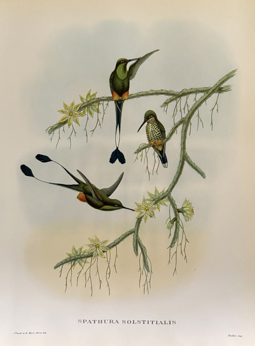 A set of four unframed nineteenth-century coloured lithographic prints illustrating tropical hummingbirds perched on botanical branches. View IV