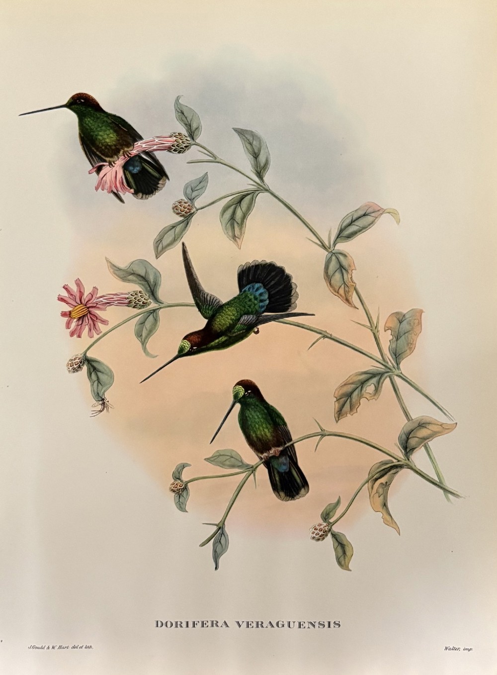 A set of four unframed nineteenth-century coloured lithographic prints illustrating tropical hummingbirds perched on botanical branches. View V