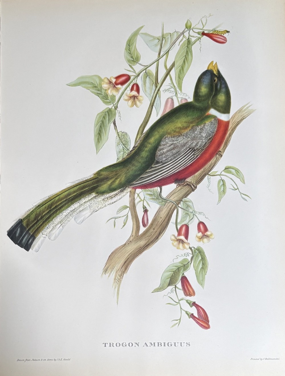 A set of four nineteenth-century unframed lithographs depicting colourful Trogon birds perched on leafy branches, each with printed Latin titles along the bottom edge. View II