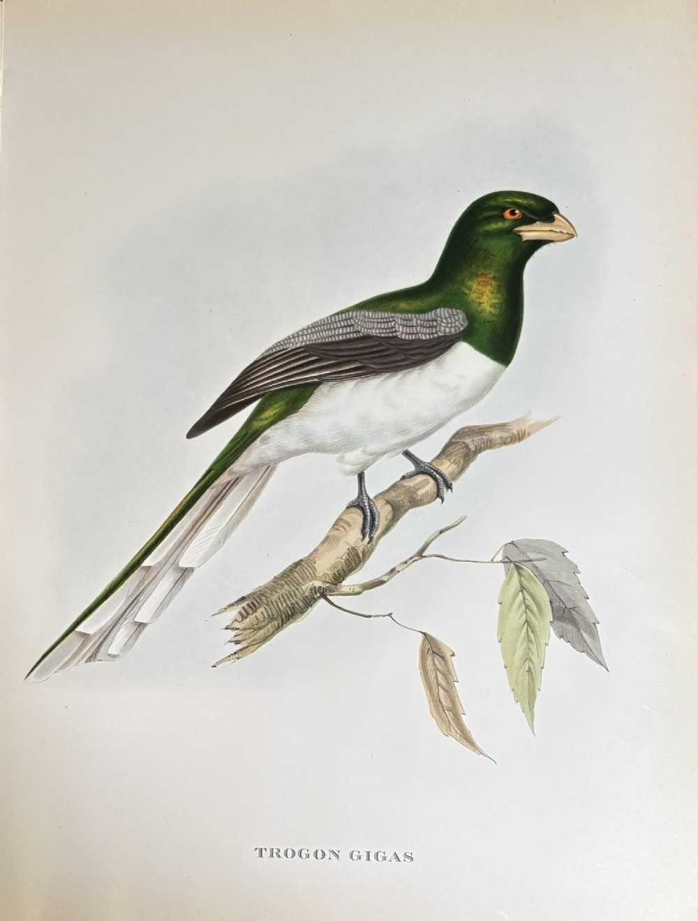 A set of four nineteenth-century unframed lithographs depicting colourful Trogon birds perched on leafy branches, each with printed Latin titles along the bottom edge. View III