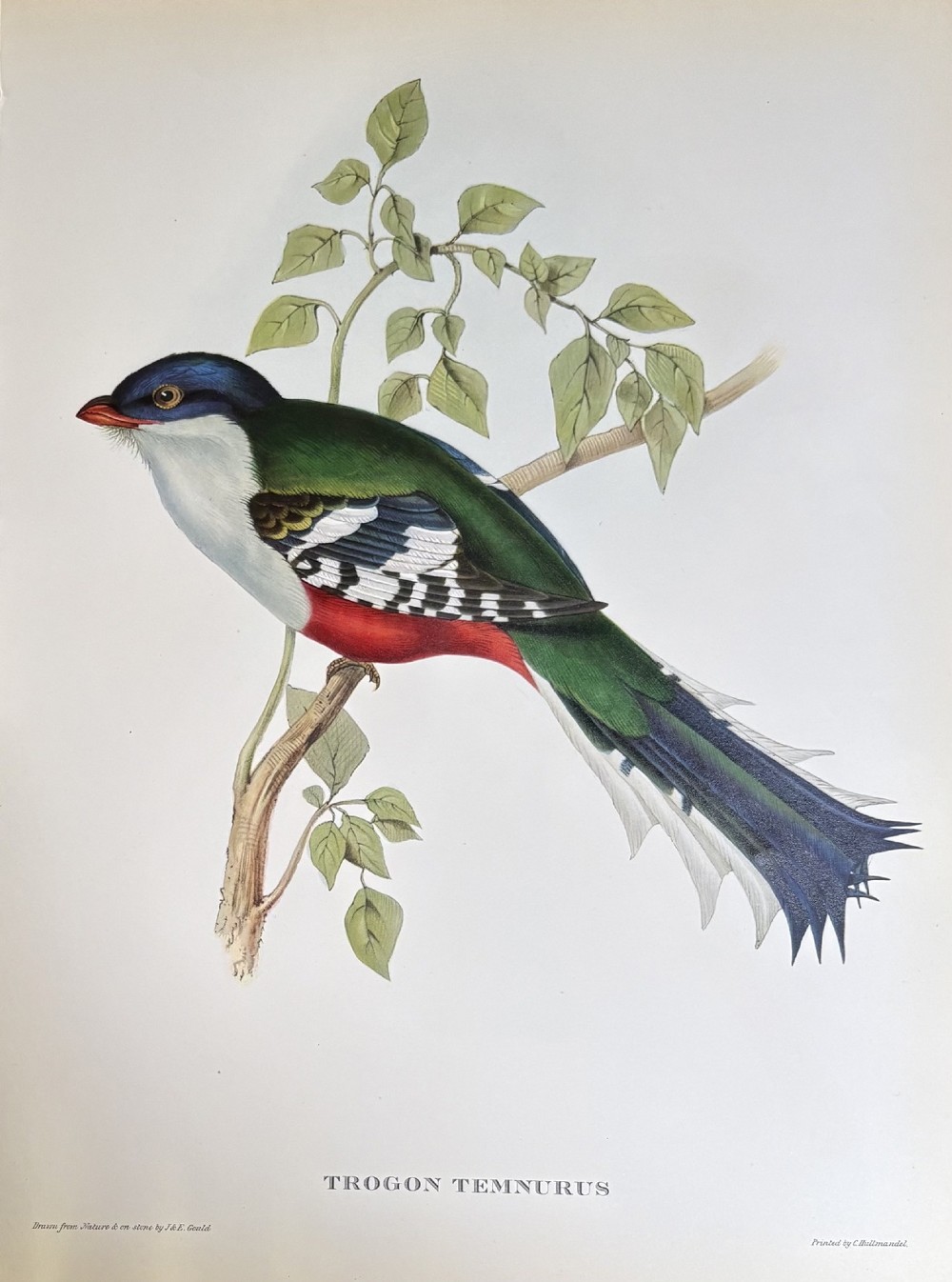 A set of four nineteenth-century unframed lithographs depicting colourful Trogon birds perched on leafy branches, each with printed Latin titles along the bottom edge. View IV