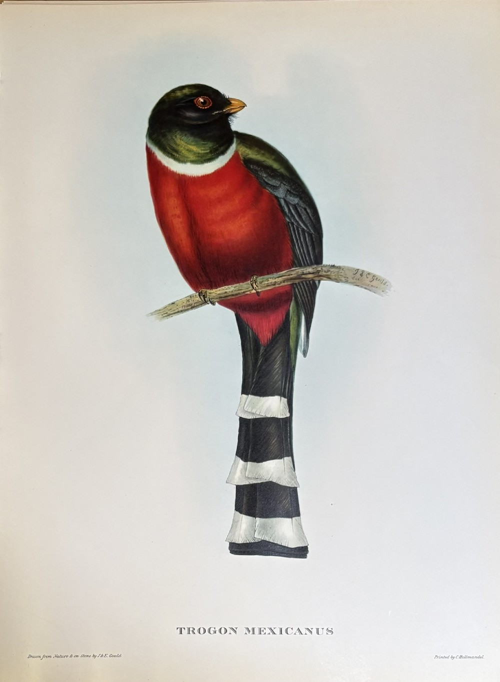 A set of four nineteenth-century unframed lithographs depicting colourful Trogon birds perched on leafy branches, each with printed Latin titles along the bottom edge. View V