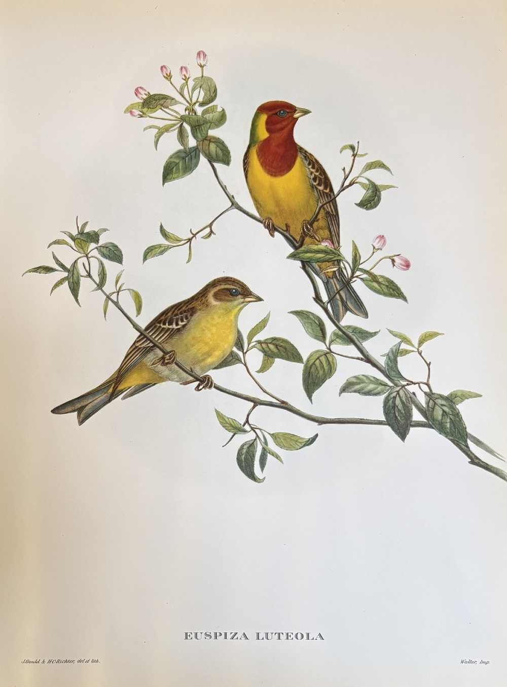 A set of four unframed 19th-century lithographic prints featuring colourful bird species perched on botanical branches against an off-white paper background. View II
