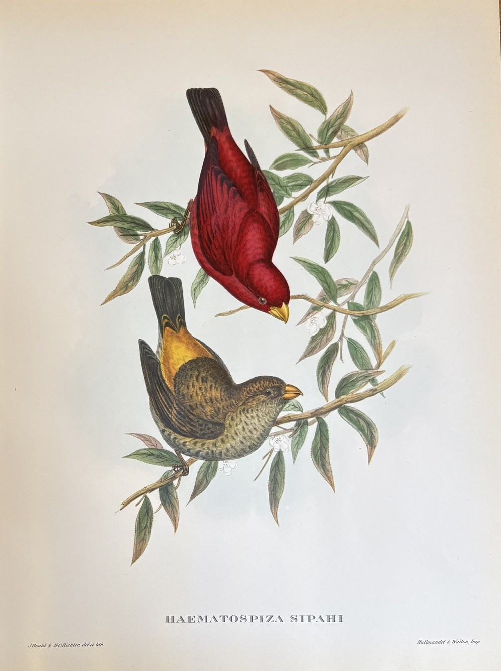 A set of four unframed 19th-century lithographic prints featuring colourful bird species perched on botanical branches against an off-white paper background. View III