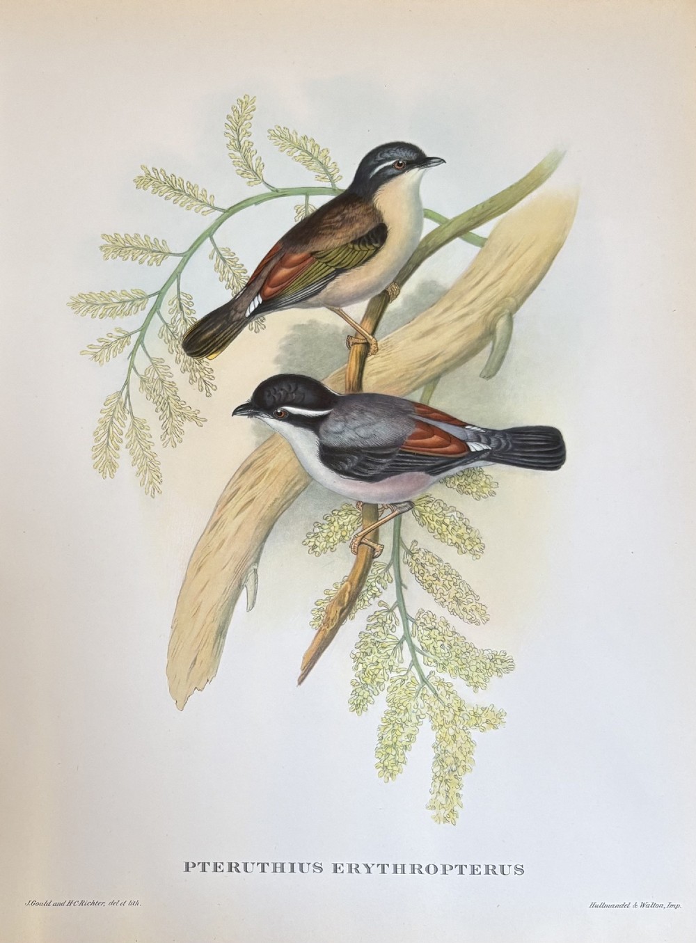 A set of four unframed 19th-century lithographic prints featuring colourful bird species perched on botanical branches against an off-white paper background. View IV