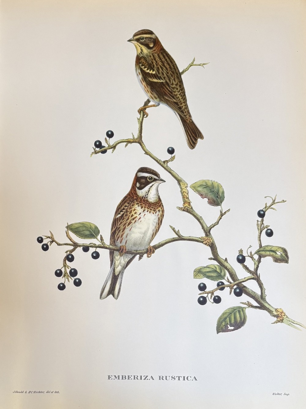 A set of four unframed 19th-century lithographic prints featuring colourful bird species perched on botanical branches against an off-white paper background. View V