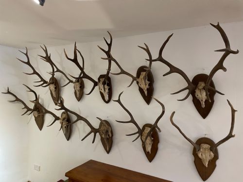 Collection of 10 Pairs of Antlers