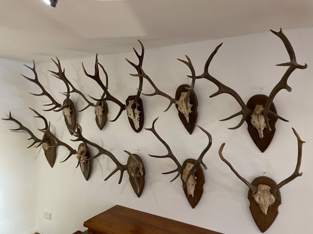 Collection of 10 pairs of antlers 