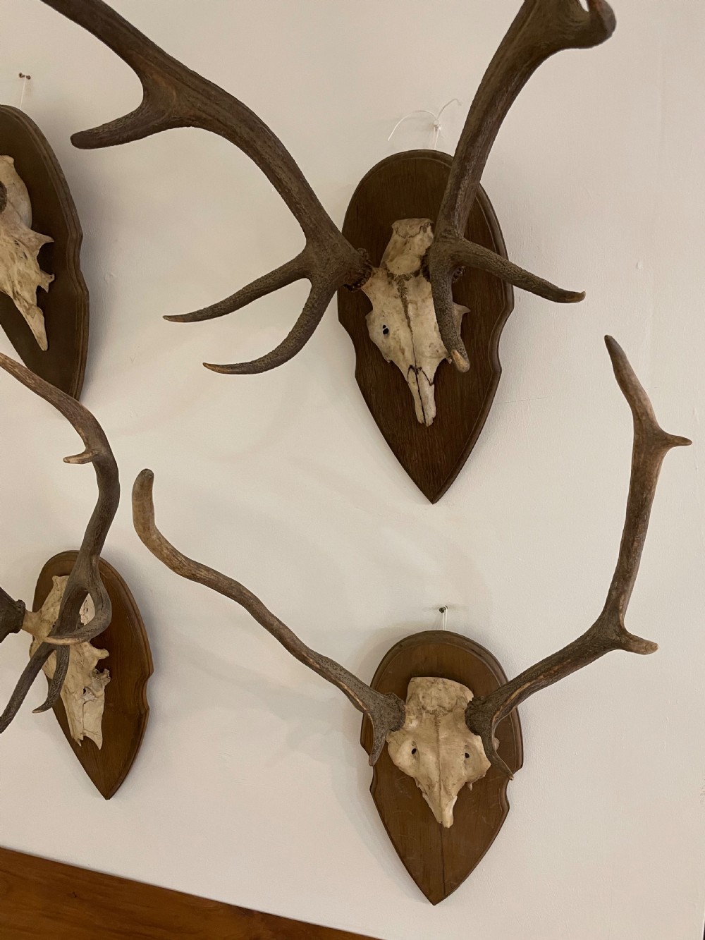 Collection of 10 pairs of antlers  View II