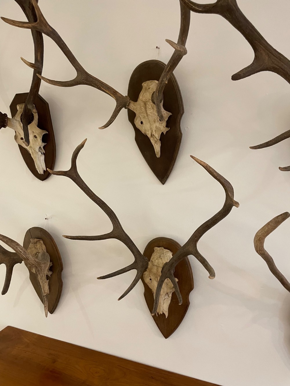 Collection of 10 pairs of antlers  View III