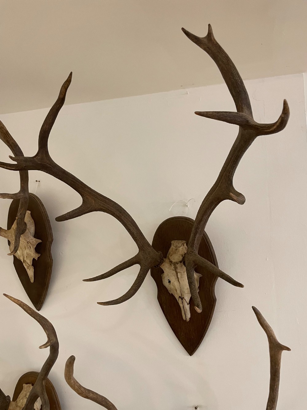 Collection of 10 pairs of antlers  View IV