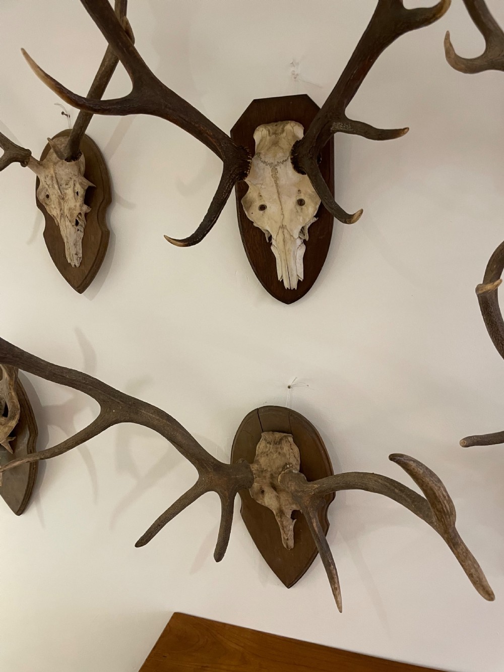 Collection of 10 pairs of antlers  View V