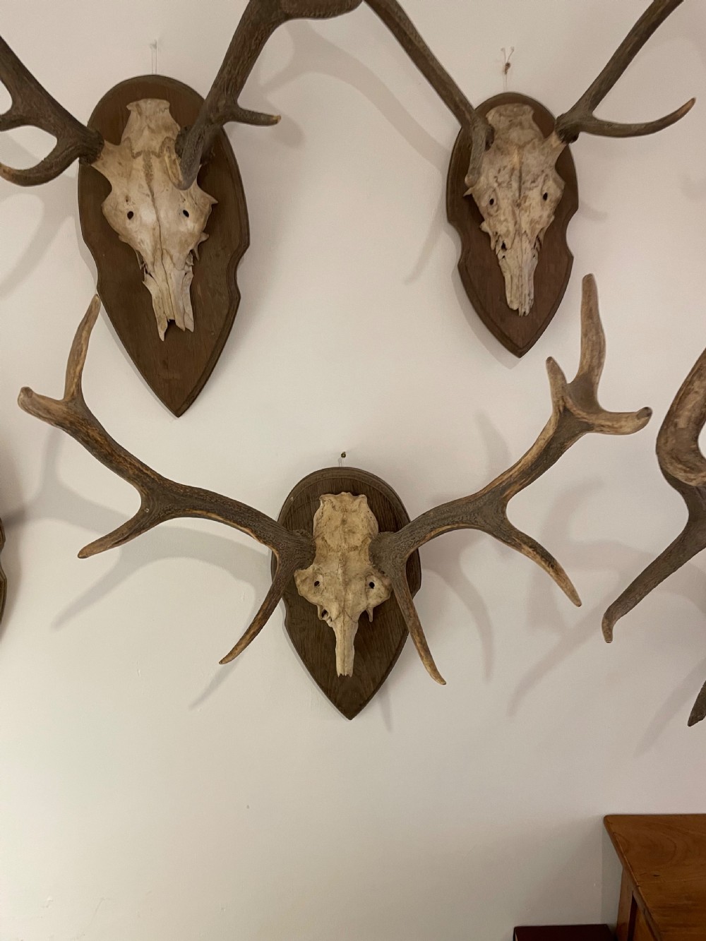 Collection of 10 pairs of antlers  View VI