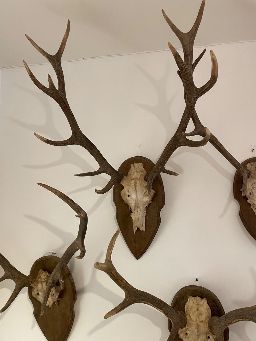 Collection of 10 pairs of antlers  View VII