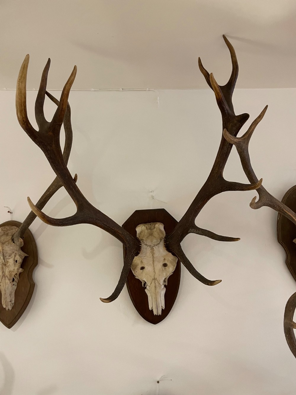 Collection of 10 pairs of antlers  View VIII