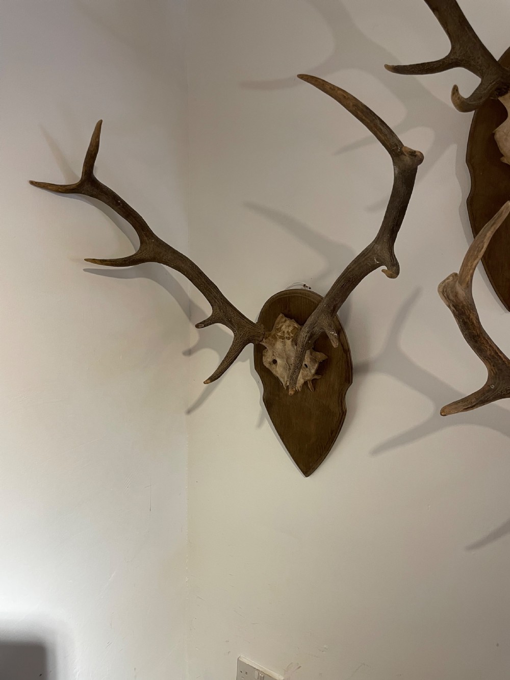Collection of 10 pairs of antlers  View IX