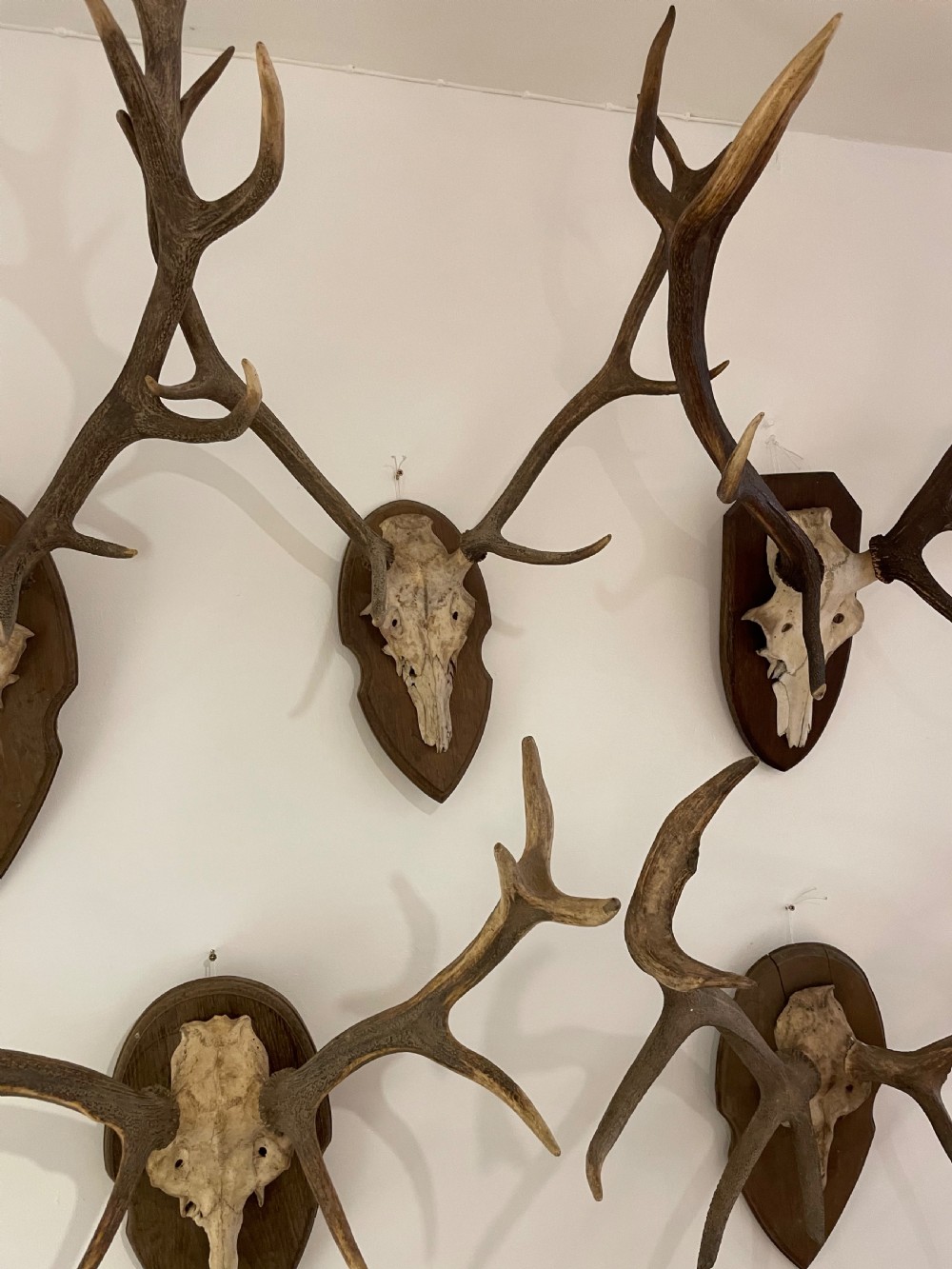 Collection of 10 pairs of antlers  View X